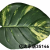 Factory Direct Sales 2023 New Eva Simulated Leaves Placemat, Heat Proof Mat