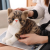 Cute Kitty Doll Simulation Garfield Plush Toy Pet Cat Doll Girl Child Comfort Ragdoll