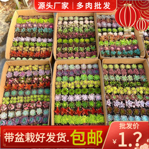 q large succulent plant rainbow box full box 70 pots wholesale free shipping beautiful succulent potted flower gift young