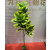 1.35M Simulation Green Plant Small Tree Ficus Lyrata Rich Leaves