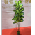 1.35M Simulation Green Plant Small Tree Ficus Lyrata Rich Leaves