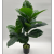 2-Fork Simulation Green Plant Ficus Lyrata Rubber Tree