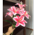 Wholesale 9-Head Hand-Feeling Lily Home Short Branch Simulation 3D Lily Wedding Decorative Fake Flower Entrance Decoration Simulation Flower