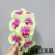 Good sale, butterfly orchid suit, cheap price