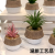 Artificial succulent pant bonsai
