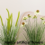 New artificial plant, artificial reed potted potted artificial flowers