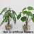 Artificial plant pot with flowerpot Monstera bonsai, 72 pieces per carton, can be mixed