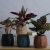 Cement Flower Pot Sandblasting Face Fashion Simple Artistic Personality Nordic Indoor and Outdoor Green Dill Plant