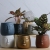 Cement Flower Pot Sandblasting Face Fashion Simple Artistic Personality Nordic Indoor and Outdoor Green Dill Plant