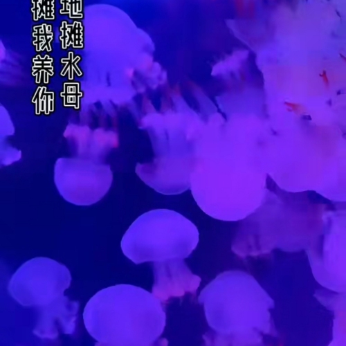 new 2023 hot start-up artifact red moon jellyfish