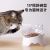Pet Bowl Cat and Dog Automatic Drinking Water Feeder Cat Bowl Oblique Single and Double Bowl Cat Food Holder Dog Basin Pet Supplies