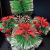 Factory Direct Sales Amazon Christmas Decorations Mini Christmas Tree