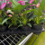 Organize and Store Phalaenopsis Suitable for 90 100 Flowerpots Seedlings Flower Holder