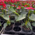 Organize and Store Phalaenopsis Suitable for 90 100 Flowerpots Seedlings Flower Holder