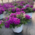 Factory Wholesale New Good Quality Various Colors and Sizes Plastic Flowerpot Φ110-H95