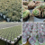 Factory Price Grow Seedlings Many Size Plastic Flowerpot Φ120-H127