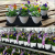 Factory Price Grow Seedlings Many Size Plastic Flowerpot Φ120-H127