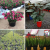 Factory Price Grow Seedlings Large Greenhouse Plastic Flowerpot Φ130-H115