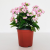 Factory Price Garden Supplies Succulent Plastic Flowerpots Φ90-H86