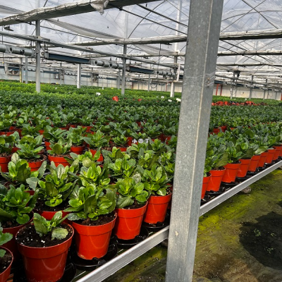 Garden Supplies Multiple Sizes Planter Transplant Plastic Flowerpot Φ180-H155
