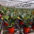 Factory Price Plastic Flowerpots Raise Plant Φ160-H140