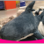 Amazon Ins Internet Celebrity Shark Throw Pillow Plush Toy Big White Shark Doll Ragdoll Broai Doll Wholesale