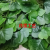 2023 Factory Direct Supply Artificial Plant Indoor Decoration Fake Flower New Popular Maple Rattan Wall Hanging Soft Hanging