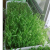 Lid Sprout Tray Factory Direct Sales Food Grade Seedling Tray Wholesale Fermentation Plate Cat Grass Self-Growing Various Vegetables Instant Food