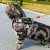 Small Dog Cat Chest Strap Set Night Vision Reflective Vest Cat Leash Anti-Lost Pet Cat Hand Holding Rope Wholesale