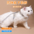 Cross-Border New Arrival Pet Harness Vest Cat Hand Holding Rope Small and Medium-Sized Dogs Anti Breaking Loose Dog Leash Wholesale