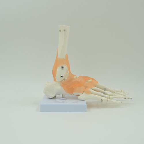 厂家直供功能脚关节模型 医生教学培训专用足部模型 附韧带脚骨