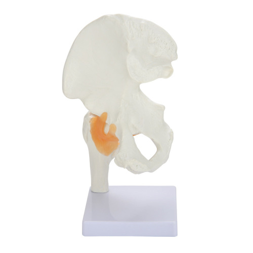 医教两用人体髋关节附韧带模型 自然成人髋关节人体功能关节模型