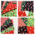 5Pcs 9.8*9.8in Christmas Polyester Printed Fabric Handmade DIY Sewing Clothing Patch Handicrafts