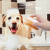 SoododoXDL-92646Pet bath brush Cat Dog Massage Brush Body Wash Storage Hair removal brush Cat clean grooming