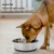 Soododo XDL-936152 Dog bowl Non-slip Dog bowl Pet bowl Wholesale anti-upset cat feeding bowl Dog food bowl Cat bowl pet supplies