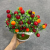 New Artificial Flower Fruit Tree Miniascape Restaurant Home Table Bonsai Decor